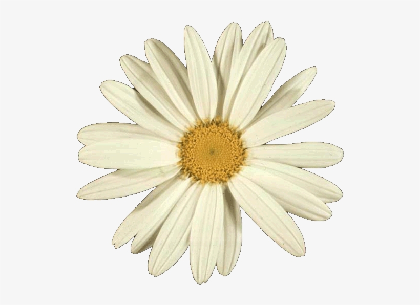 Many Flowers Have Numbers Of Petals That Correspond - Flower Golden Ratio In Nature, transparent png #4442995