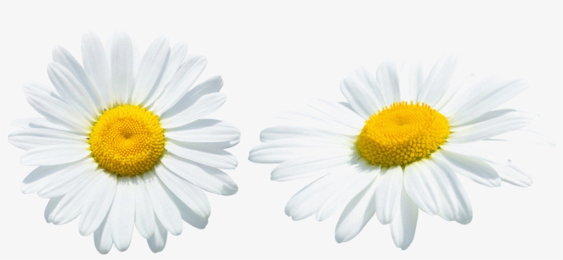 Painting, transparent png #4442996