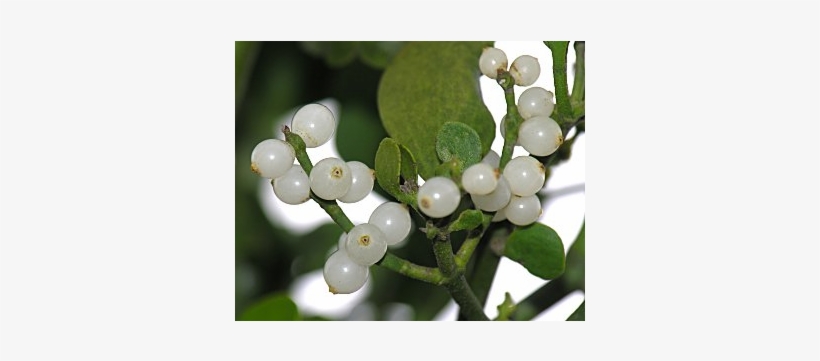 Mistletoe Stick Incense - Mistletoe, transparent png #4443349