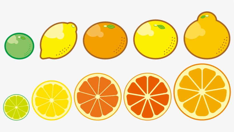 Medium Image - Clipart Citrus Fruits Png, transparent png #4444330