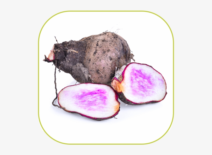 Soothing Herbs Like Olive Leaf Extract, Licorice Root, - Yam, transparent png #4445010