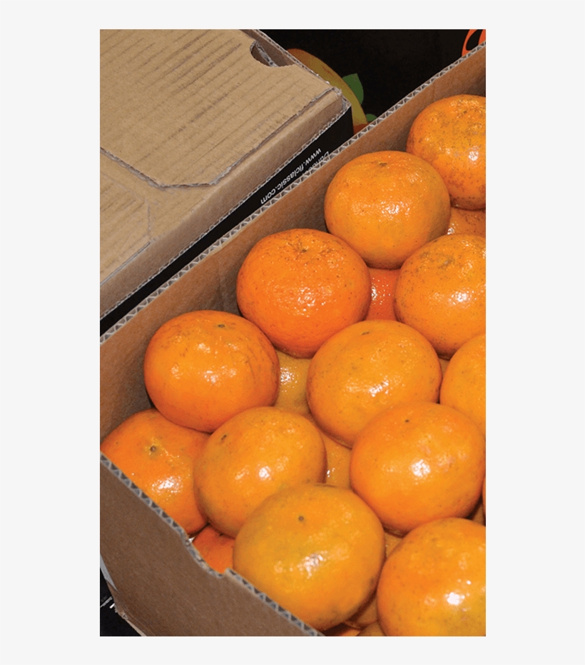 Fresh Blueberries - Tangerine, transparent png #4445360