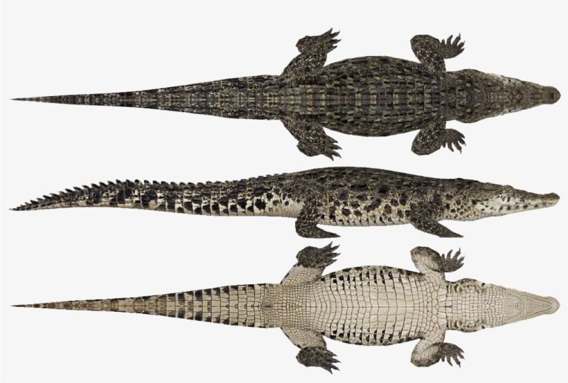 Crocodylia - Zoo Tycoon 2 Crocodile, transparent png #4445949