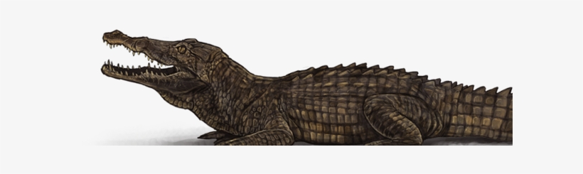 American Crocodile, transparent png #4446146