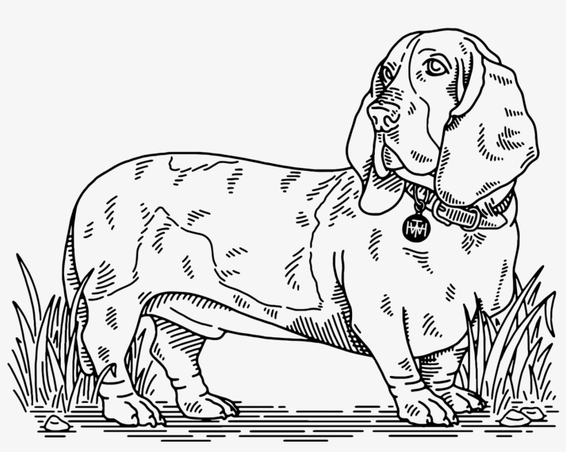 Lincoln Brand Dog Collars And Leashes, Now Available, transparent png #4448401