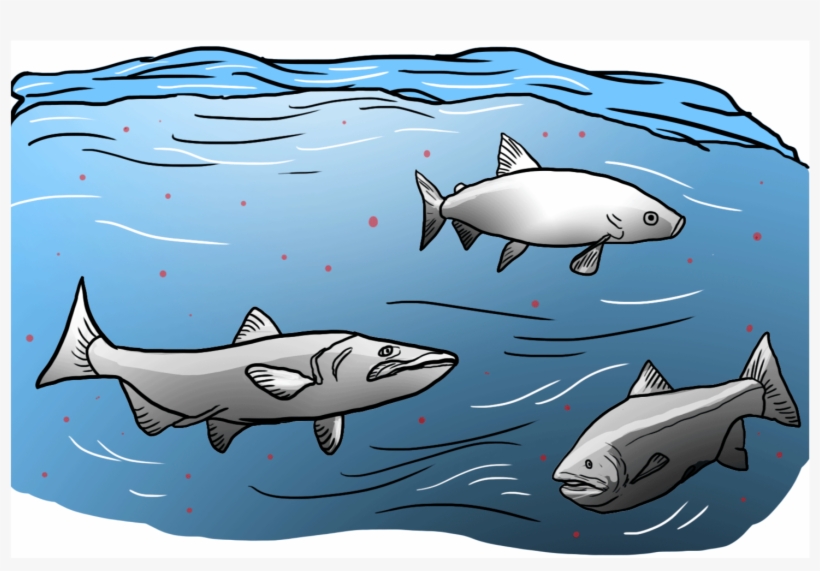 The Oil Industry Plays A Double Role In Mercury Pollution - Great White Shark, transparent png #4452470