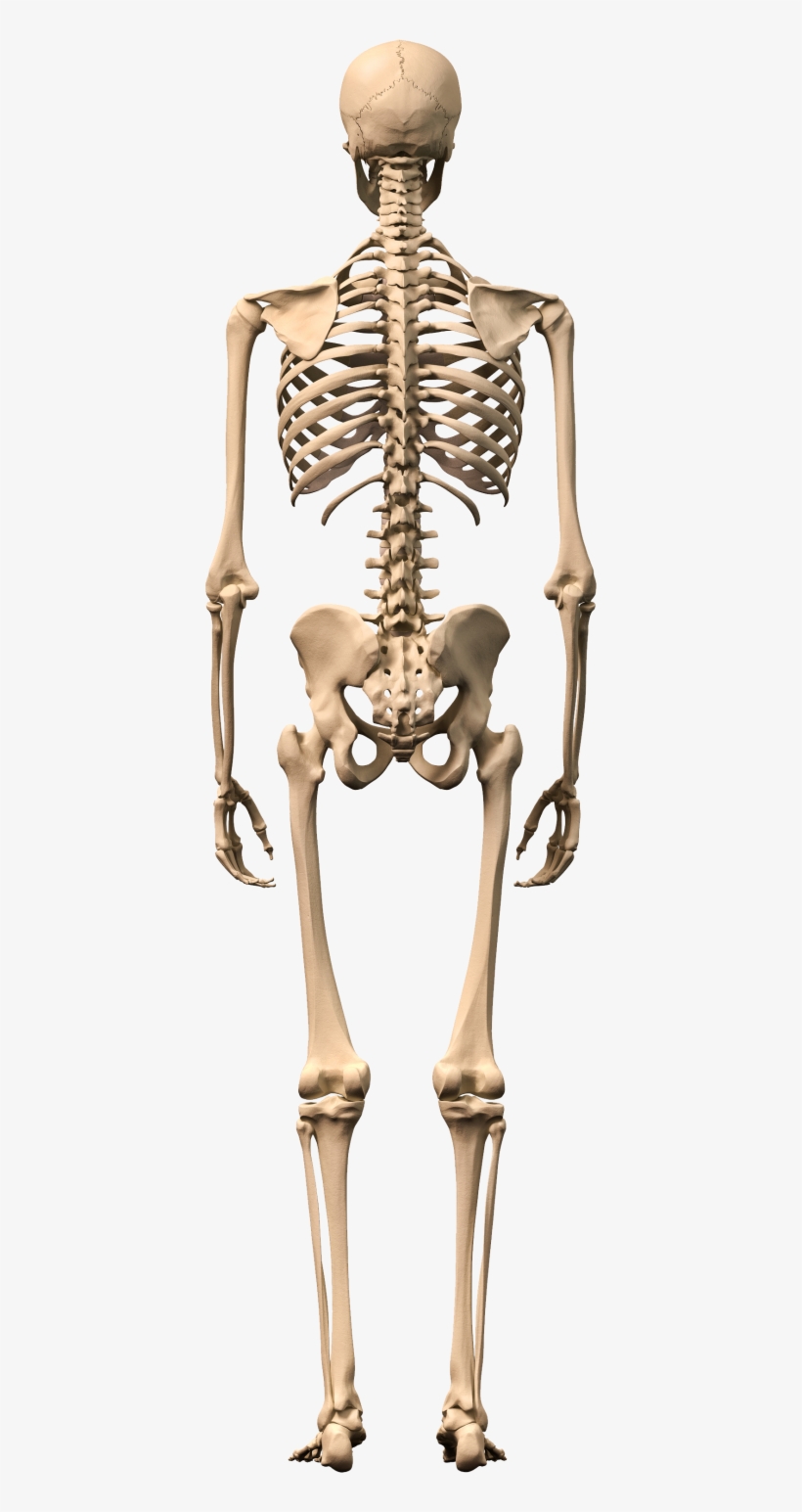 Skeleton Png, Download Png Image With Transparent Background, - Human Skeleton Front And Back, transparent png #4454260