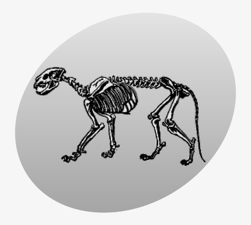 P Leo Skeleton Grey - Lion, transparent png #4454776