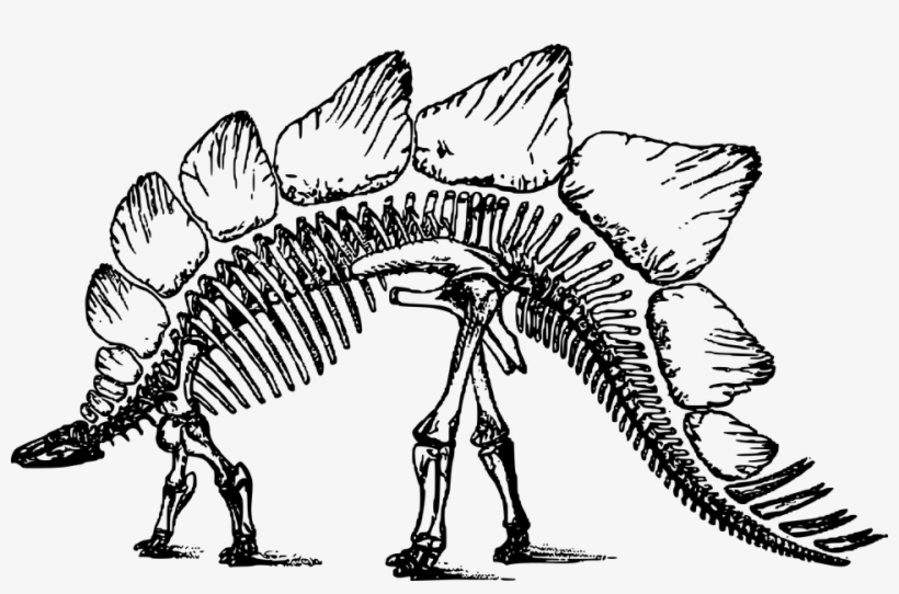 Skeleton Clipart Monkey - Stegosaurus Skeleton, transparent png #4454998