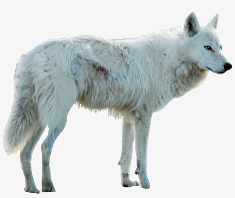 Wolf Whitewolf Dog Whitedog Blueeyes Myedit Freetoedit - Wolf, transparent png #4457642