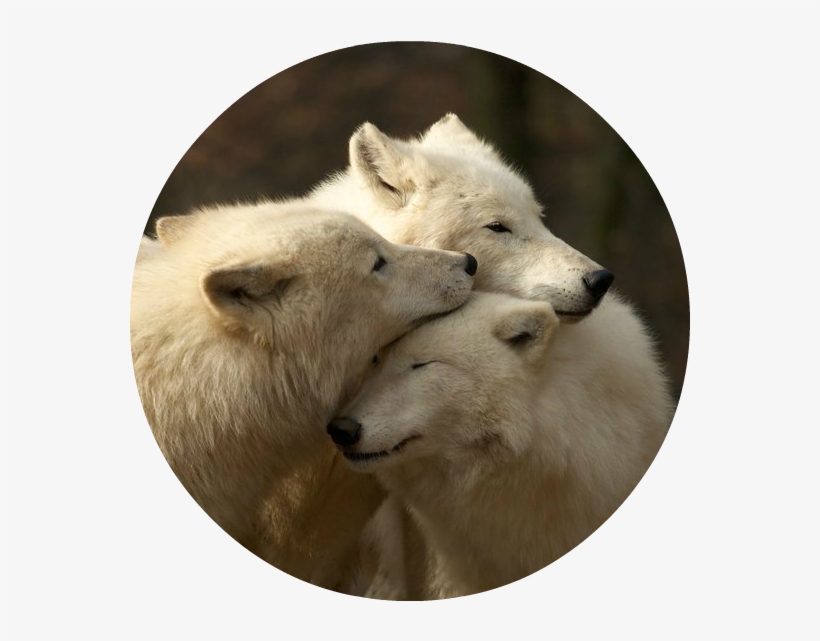 White Wolves, transparent png #4457955