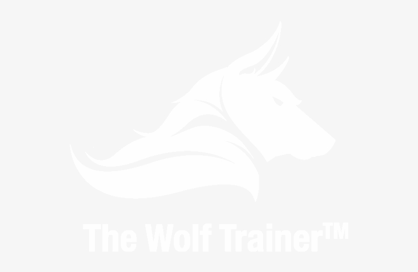 Contact Us - Yellow Wolf, transparent png #4458100