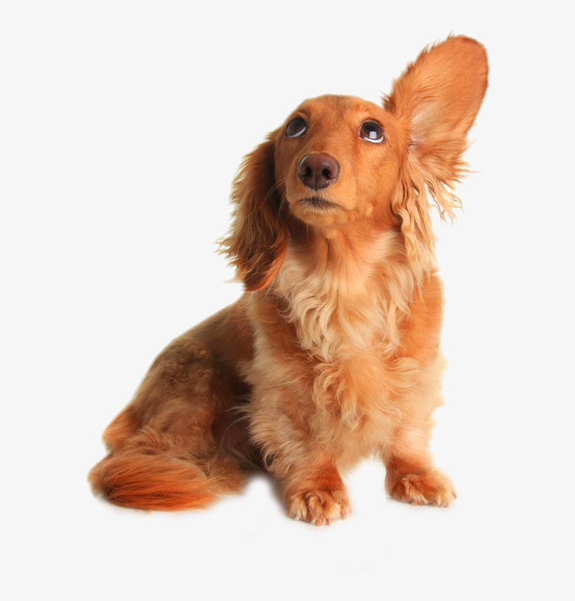 Dachshund Pet Sitting Grooming Listening Drooping Ears - Dog Hear, transparent png #4458314