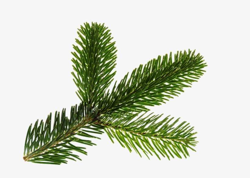 Branch, Nordmann, Green, Isolated, Christmas, Deco - Christmas Tree Branch Psd, transparent png #4461230