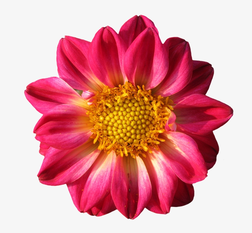 Pinterest Flower Cliparts 10, Buy Clip Art - Dahlia, transparent png #4462553