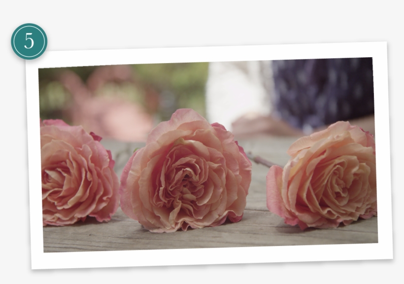 Step - Funeral Flower Preservation, transparent png #4465204