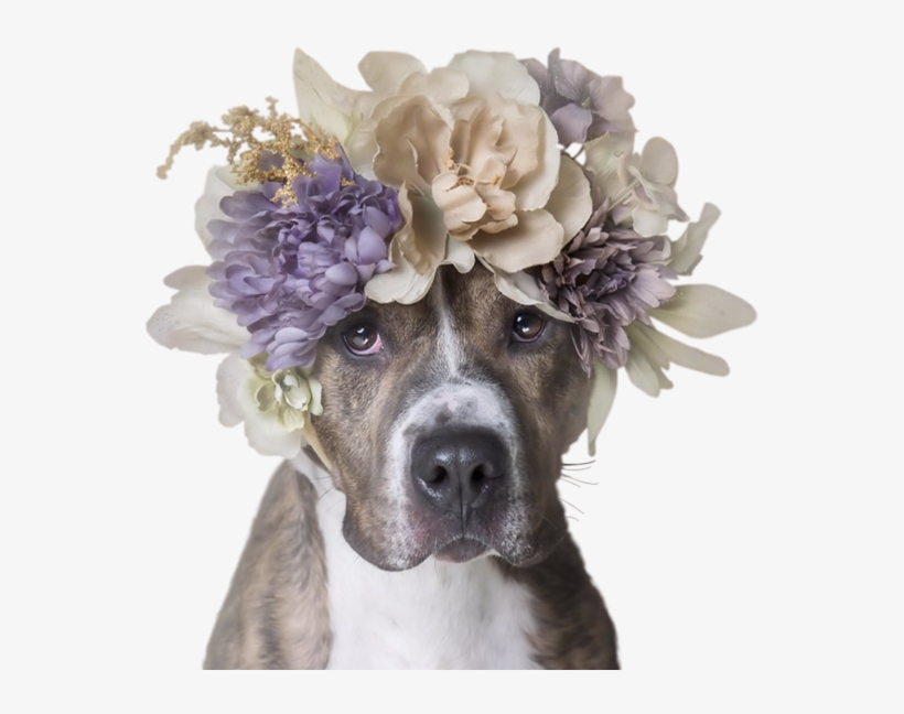 Dog, transparent png #4466079