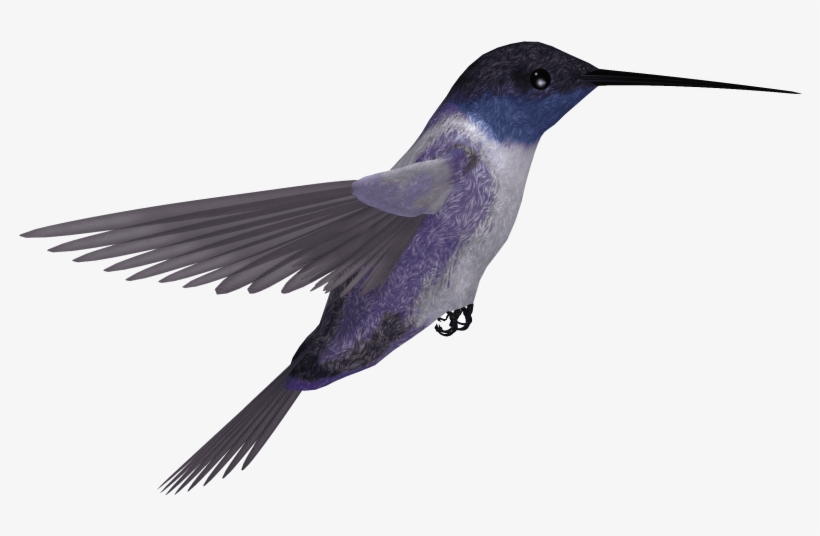 Best Hummingbird Png - Rufous Hummingbird, transparent png #4470761