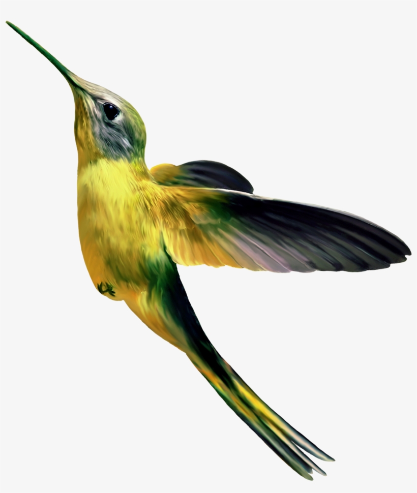 Oiseau En Png, transparent png #4470835