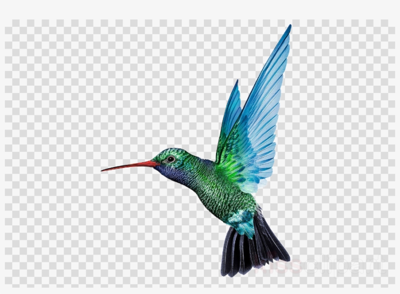 Hummingbird Png Clipart Hummingbird - Transparent Caribbean Airlines Logo, transparent png #4472332