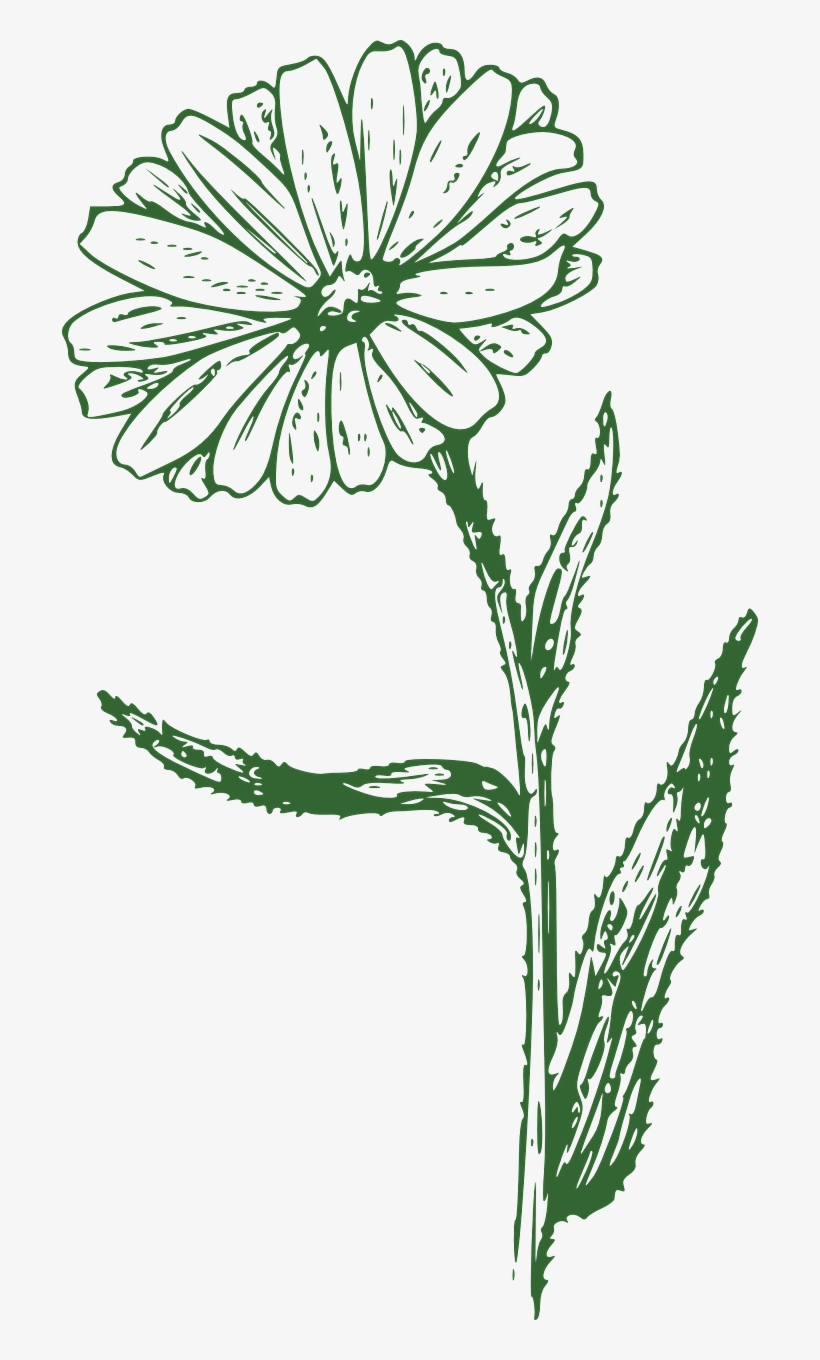 Black And White Marigold Png, transparent png #4474378