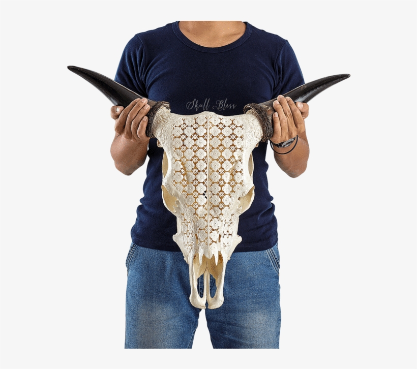 Carved Cow Skull - Skull, transparent png #4475498