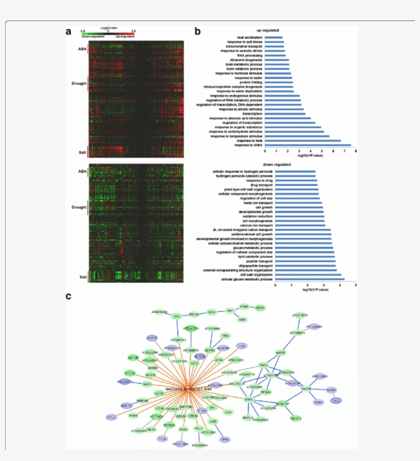 Gene Expression Changed By Gex1a Corresponding To Stress - Creative Arts, transparent png #4483290