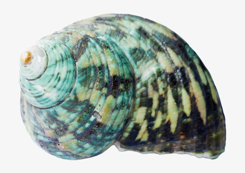 Seashell, Shells, Sea, White, Beach, Nature, Marine - Png Seashell, transparent png #4484228