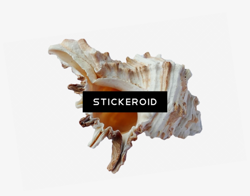 Seashell Animals, transparent png #4484559