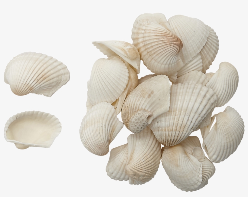 Caribbean Ark Shells 2-3" 1 Gallon, transparent png #4484934