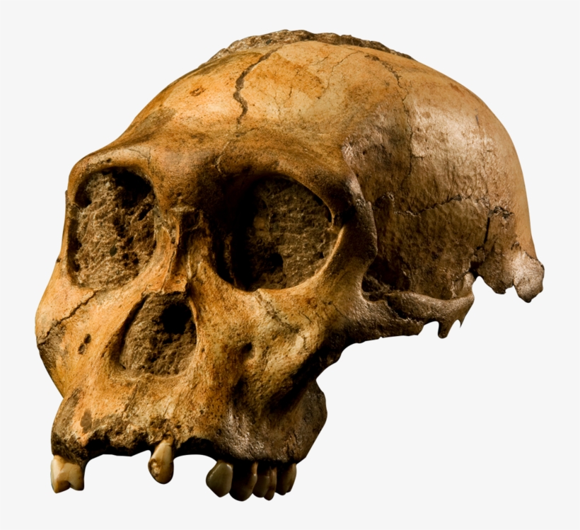 Questions About Darwinism And Cultural Touchstones - Seven Skeletons: The Evolution Of The World's Most, transparent png #4486359