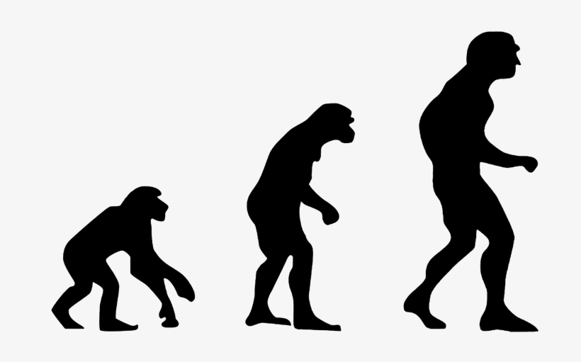 Recyclerview From Zero To Hero - Phylogenetics: A Comprehensive Overview, transparent png #4488878
