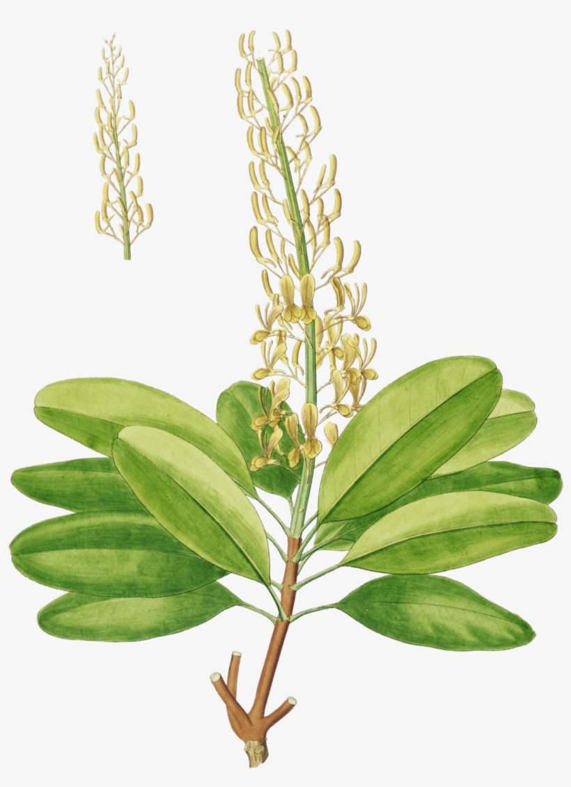 Vochysia Magnifica, transparent png #4488946