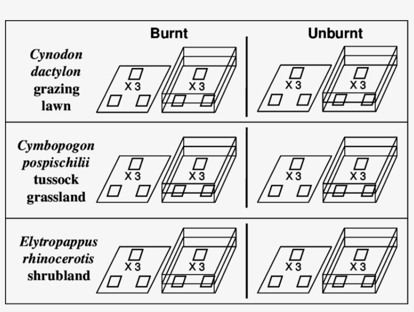 Three Areas Of Renosterveld Comprising Of Three Different - Illustration, transparent png #4490408