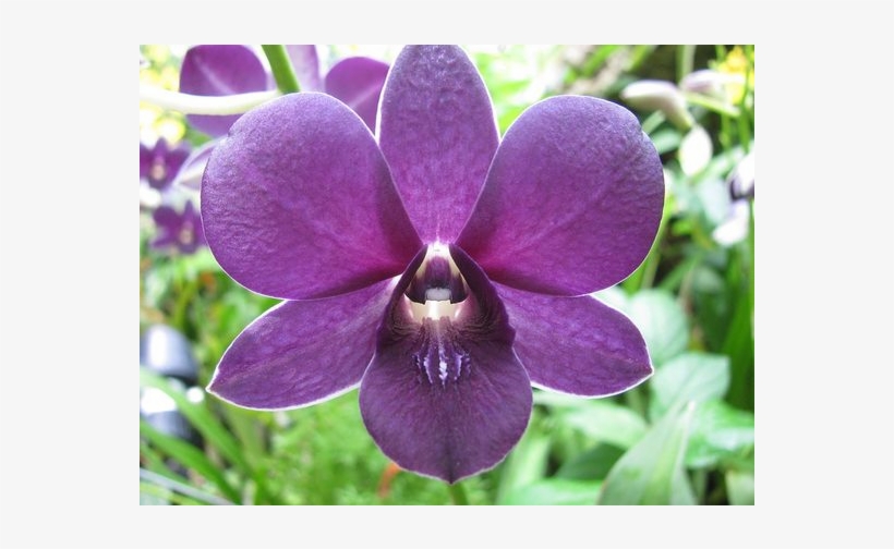 Growing In Darwin - Clase Liliopsida, transparent png #4494335