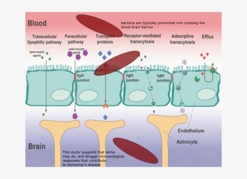 The Blood Brain Barrier Conceot - Mechanism Of Nasal Drug Absorption, transparent png #4494620