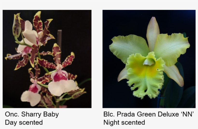 Picture - Orchids Of The Philippines, transparent png #4494621