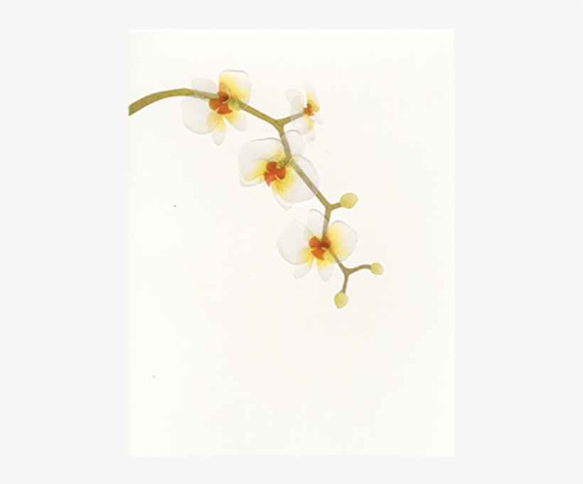 Papyrus Everyday Blank Cards - Phalaenopsis Sanderiana, transparent png #4494831