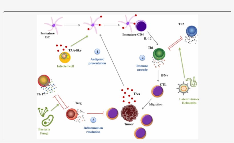 Bacteria Png Immune System - Immune System, transparent png #4495110