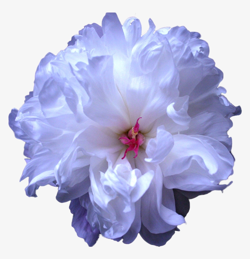 Tumblr Blue Flower Drawing Transparent - Blue Transparent Flowers, transparent png #4495462