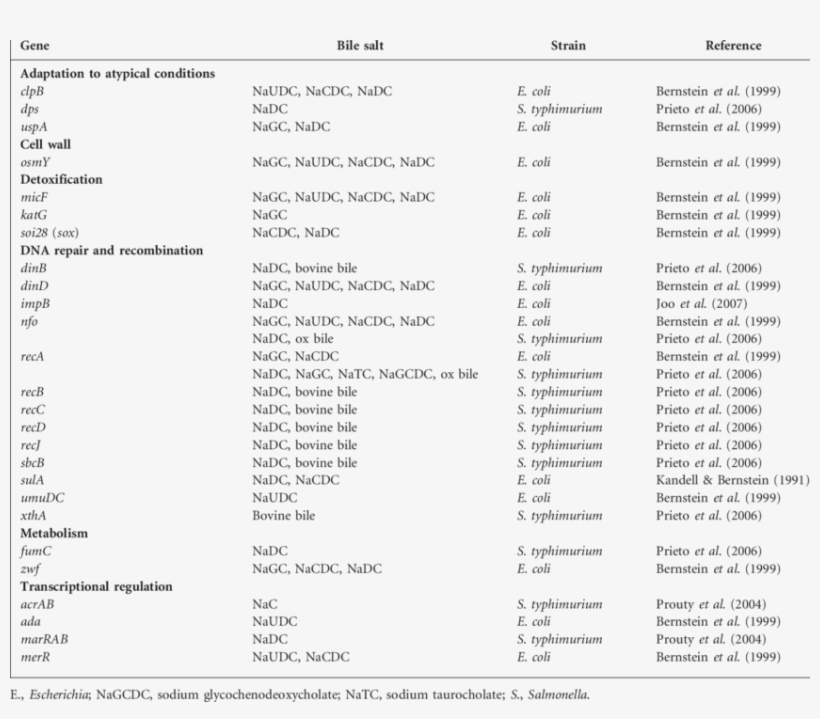 Genes Upregulated In Bile Treated Gram Negative Bacteria - Bile, transparent png #4495594