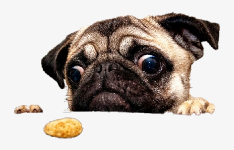 Leaveland Pug Dog Custom Pillowcase 12 X 20 Inches, transparent png #4496730