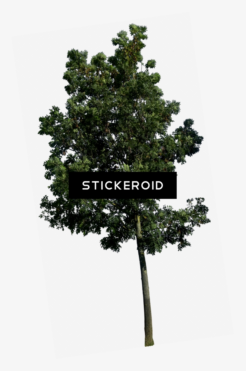 Tree S & S Becuo - Tree Png, transparent png #4497314