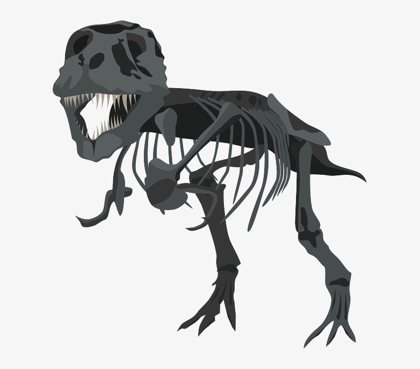 Free Photo Carnivore Skeleton Dinosaur Tyrannosaurus - T Rex Skeleton Png, transparent png #4498990