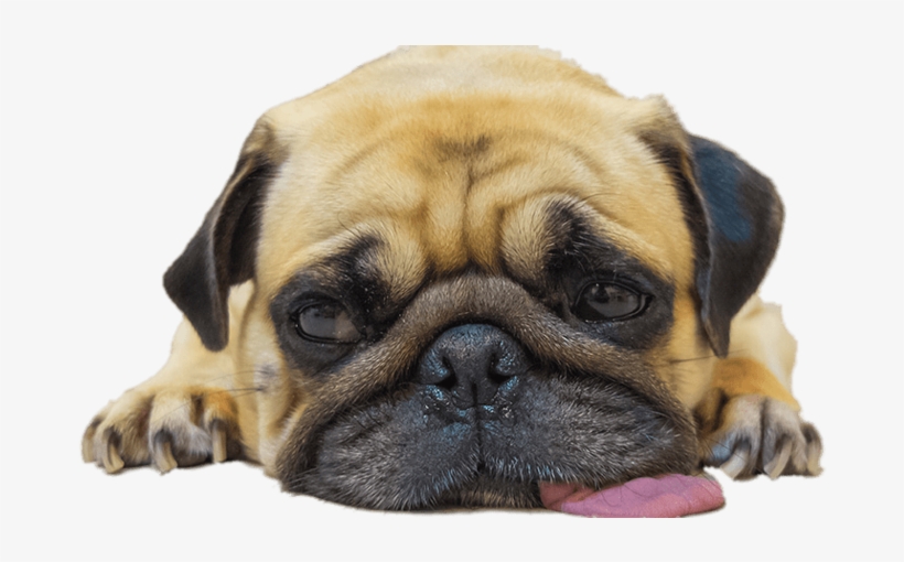 Worn Out Pug - Pug At The Dentist, transparent png #450146