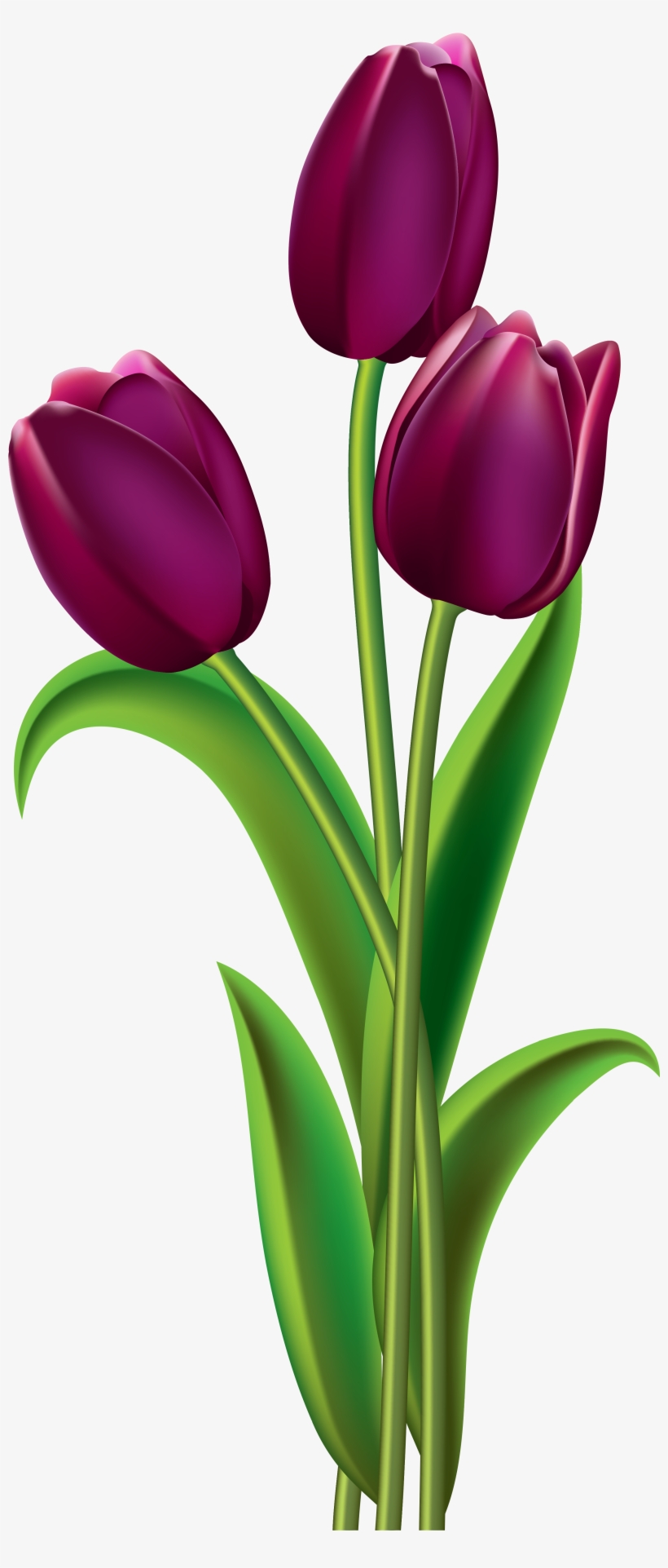 Transparent Tulip Clear Background - Purple Tulips Clip Art, transparent png #450147