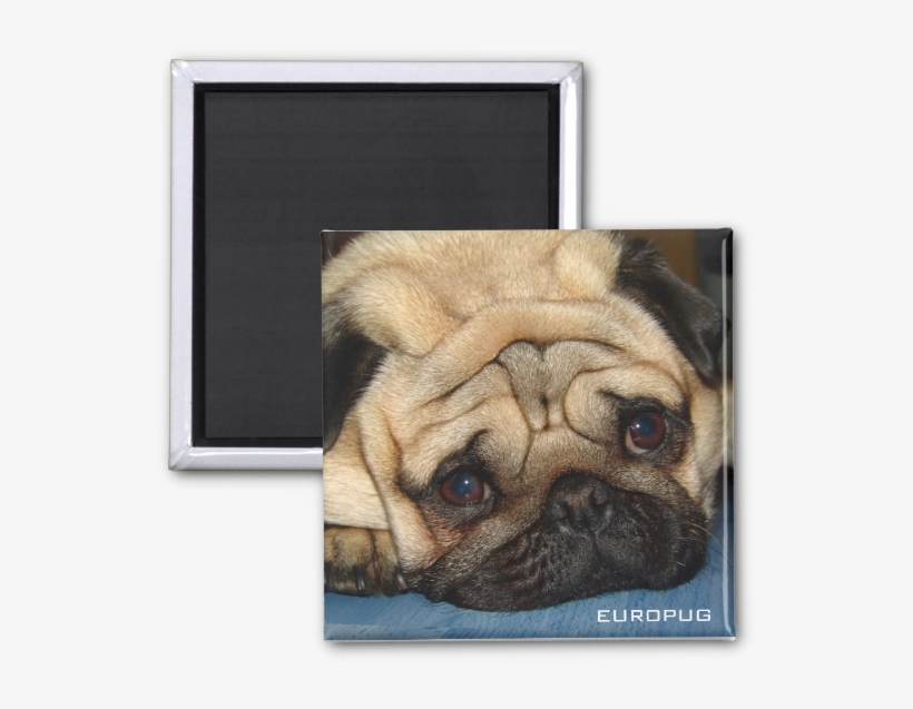 Europug Face Photo Magnet - Zazzle Euro Pug Face Cosmetic Bag, transparent png #450196