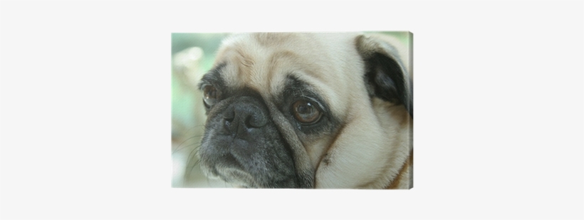 Face, transparent png #450214