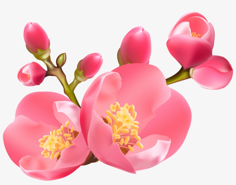 Spring Blossom Clip Art, transparent png #450354