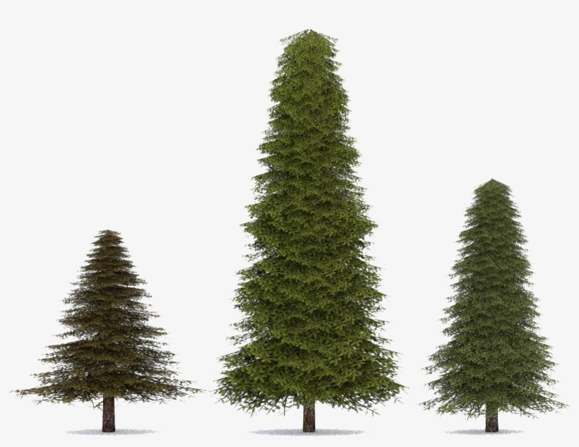 Fir-tree Png Transparent Image - Fir, transparent png #450907
